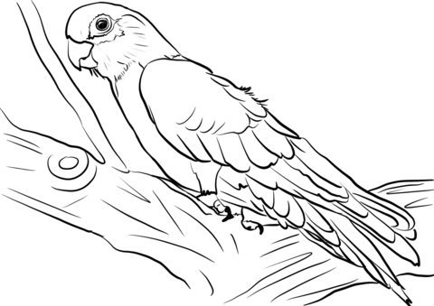 Galah Cockatoo Coloring Page